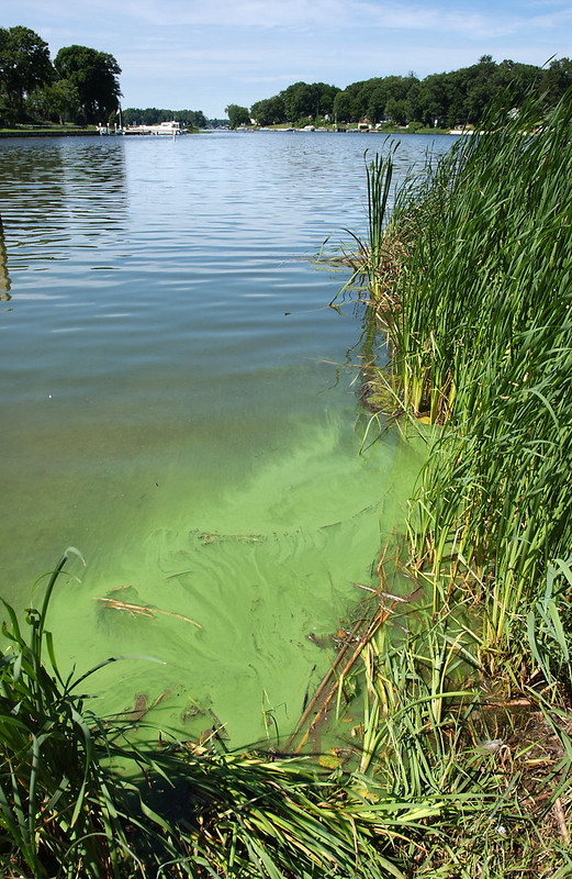 an inland lake appears to have a HABs near the water's edge.